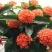 龙船花盆栽水绣球白日红仙丹花英丹四季开花多年生木本植物花