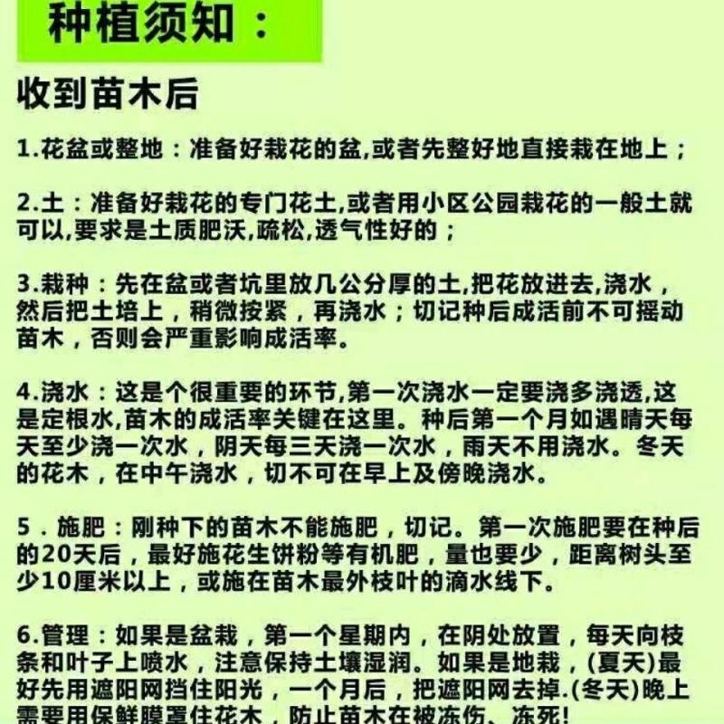 龙船花盆栽水绣球白日红仙丹花英丹四季开花多年生木本植物花