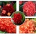 龙船花盆栽水绣球白日红仙丹花英丹四季开花多年生木本植物花