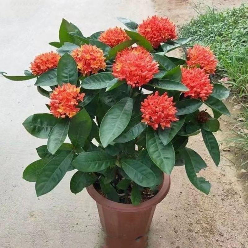 龙船花盆栽水绣球白日红仙丹花英丹四季开花多年生木本植物花
