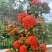 龙船花盆栽水绣球白日红仙丹花英丹四季开花多年生木本植物花