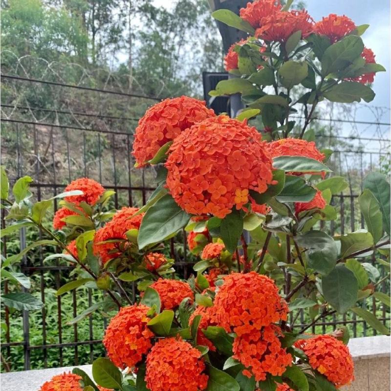 龙船花盆栽水绣球白日红仙丹花英丹四季开花多年生木本植物花