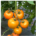 大黄番茄种子特色西红柿种子黄色番茄种籽口感好产量