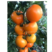 大黄番茄种子特色西红柿种子黄色番茄种籽口感好产量