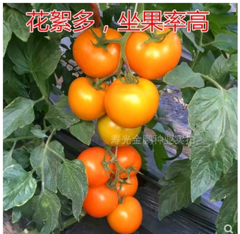 大黄番茄种子特色西红柿种子黄色番茄种籽口感好产量