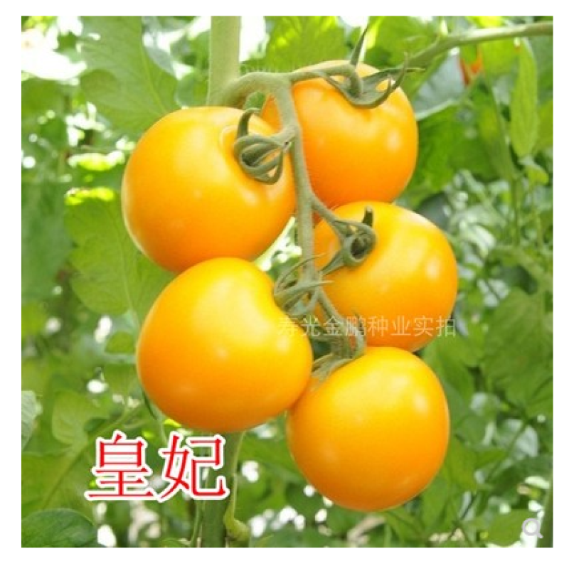 大黄番茄种子特色西红柿种子黄色番茄种籽口感好产量