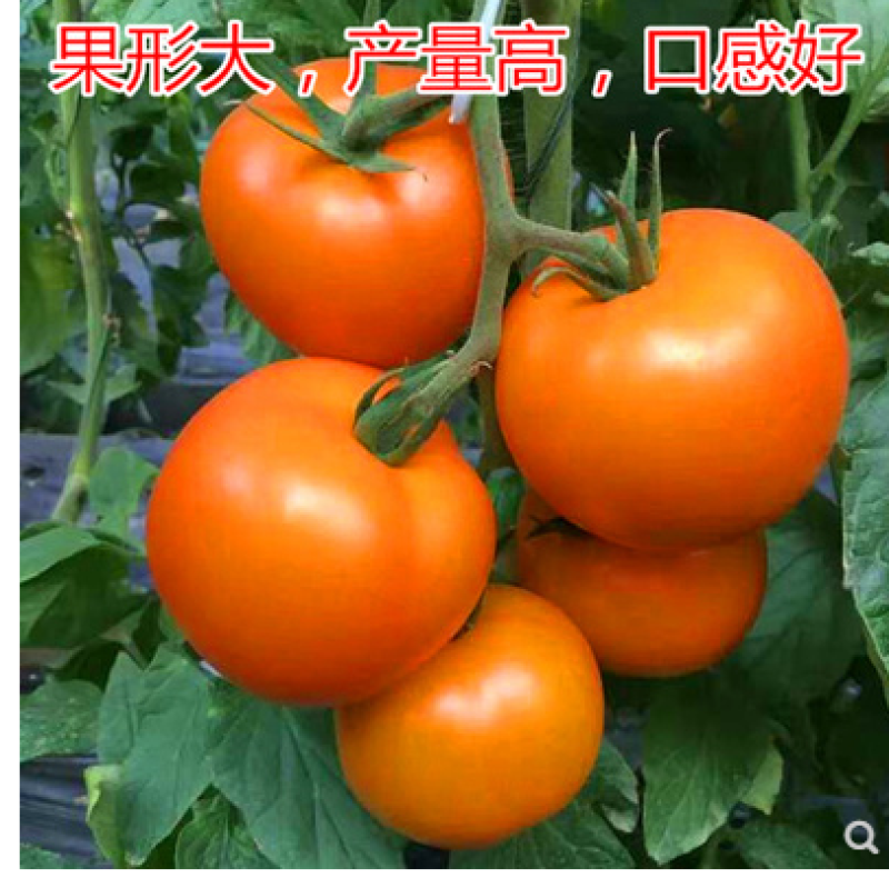 大黄番茄种子特色西红柿种子黄色番茄种籽口感好产量