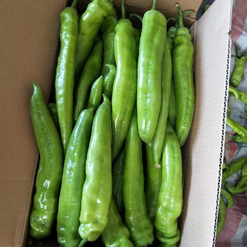 （赤峰牛角椒）赤峰露地蔬菜大量上市，长剑，芜湖椒，小白条