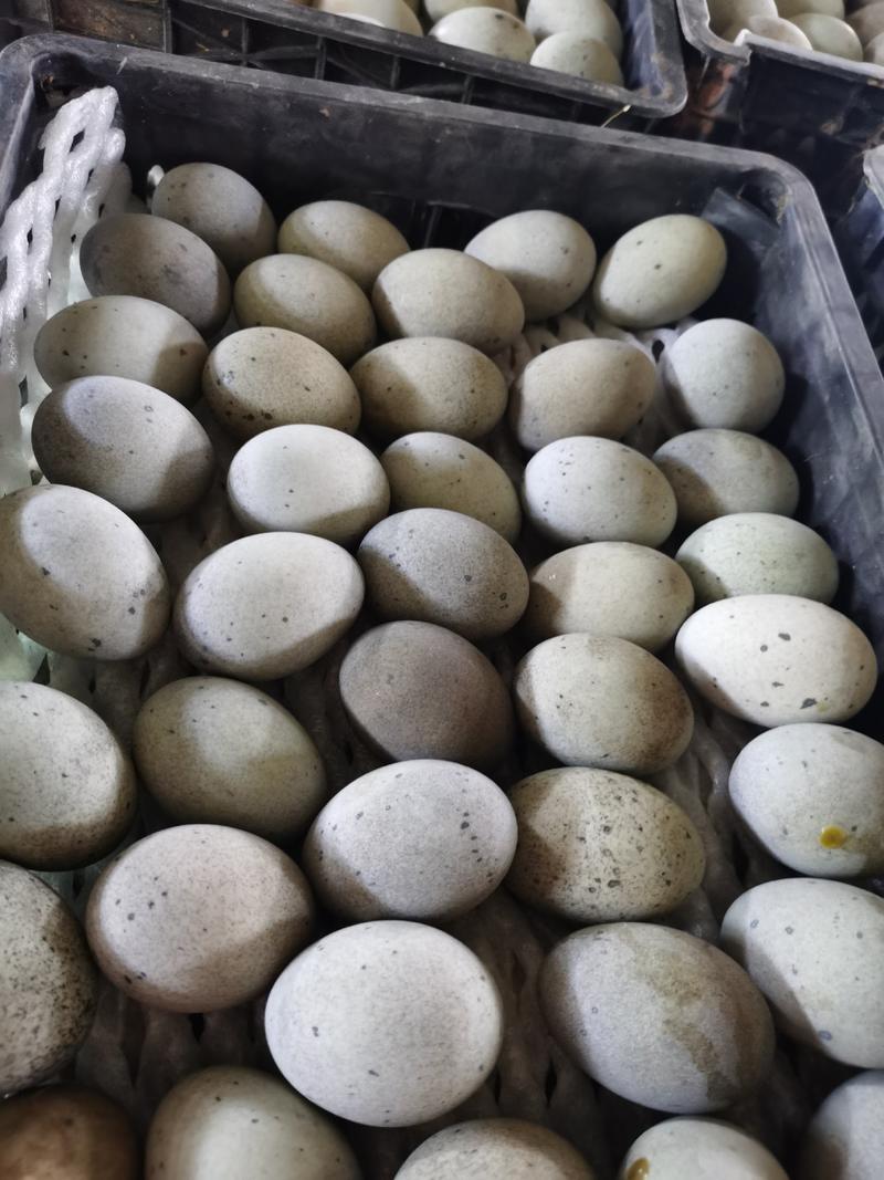 江西松花蛋皮蛋常年批发松花蛋鸭蛋，质量可靠，一手货源