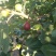 江心洲新鲜无花果大量供应