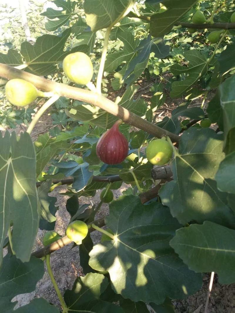 江心洲新鲜无花果大量供应