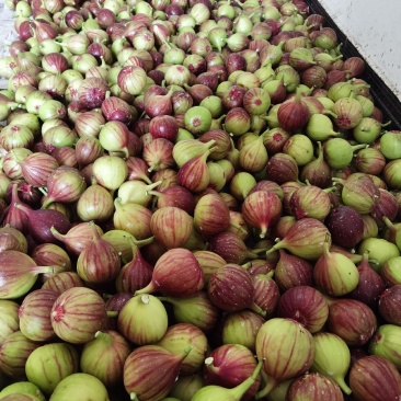 江心洲新鲜无花果大量供应