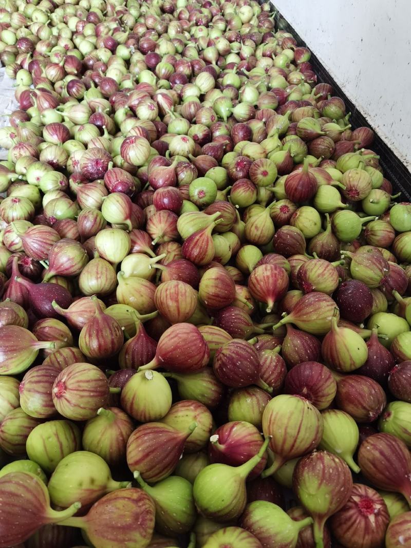 江心洲新鲜无花果大量供应