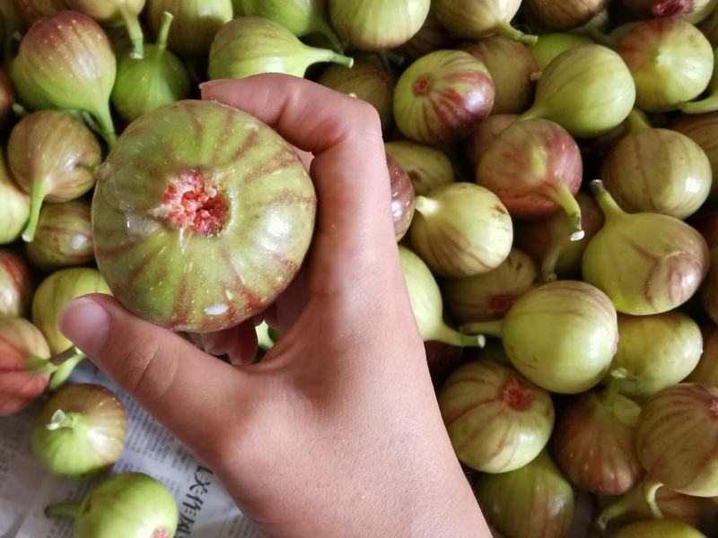 江心洲新鲜无花果大量供应