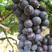 枧塘葡萄，自然果，量大价优