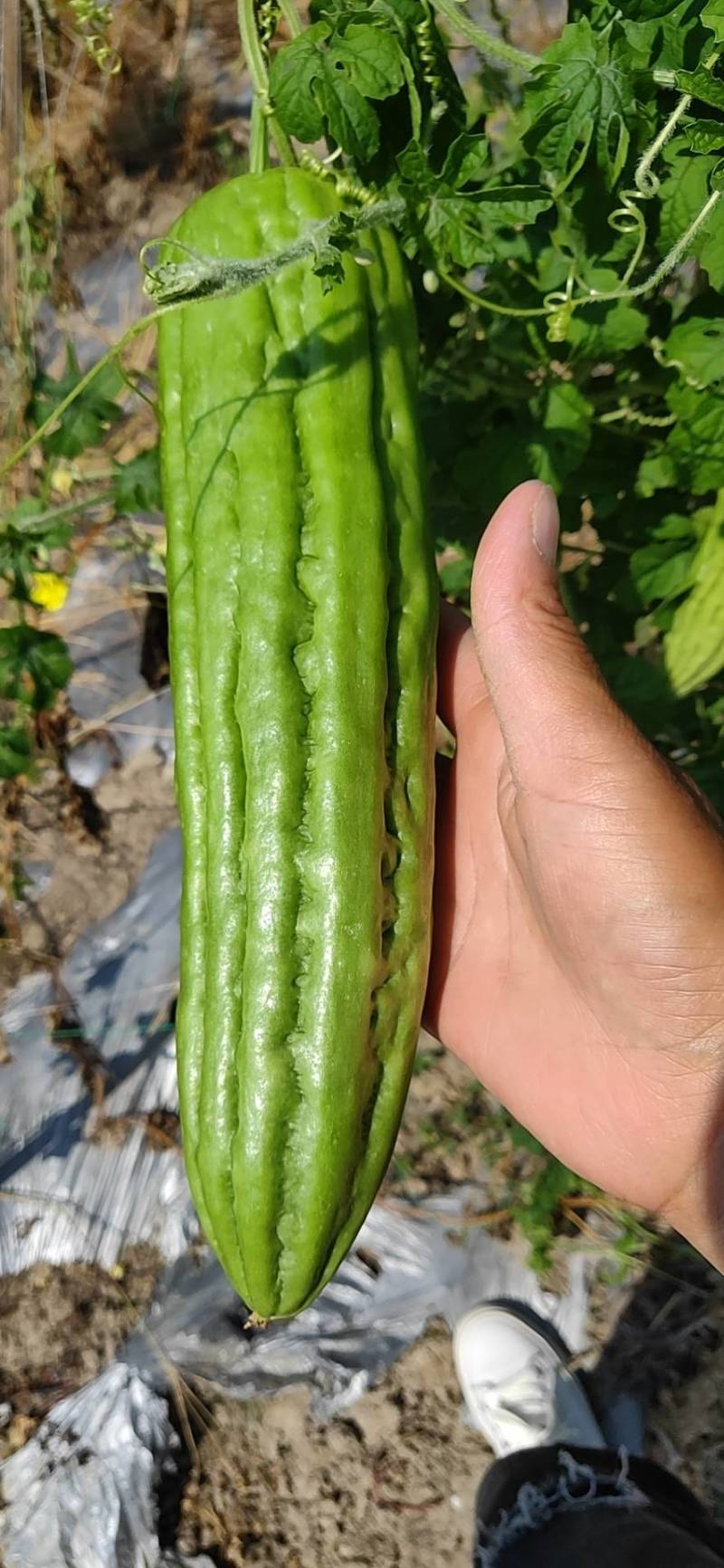 合作社蔬菜种植～青肉苦瓜