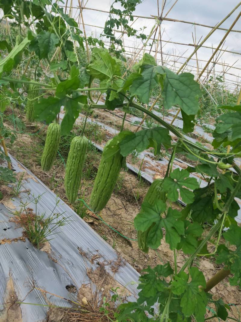 合作社蔬菜种植～青肉苦瓜