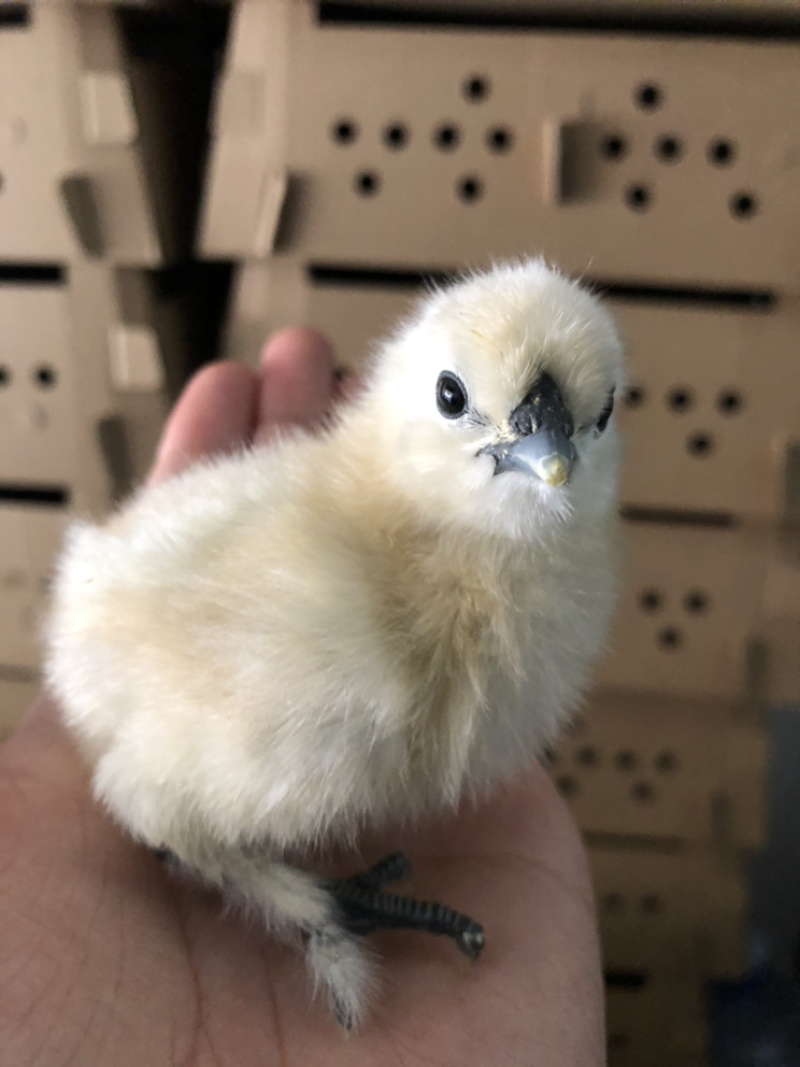 竹丝鸡活体出壳鸡苗白凤乌骨鸡快大乌骨鸡竹六量批运输包活