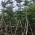 小叶榄仁3~10公分自家货低价出售