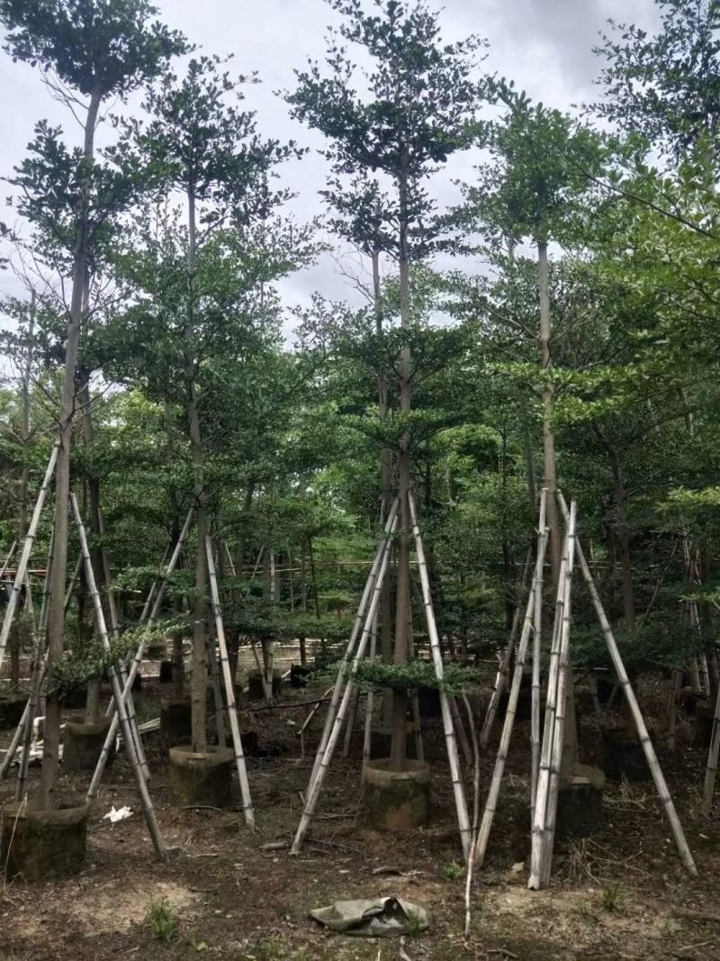 小叶榄仁3~10公分自家货低价出售