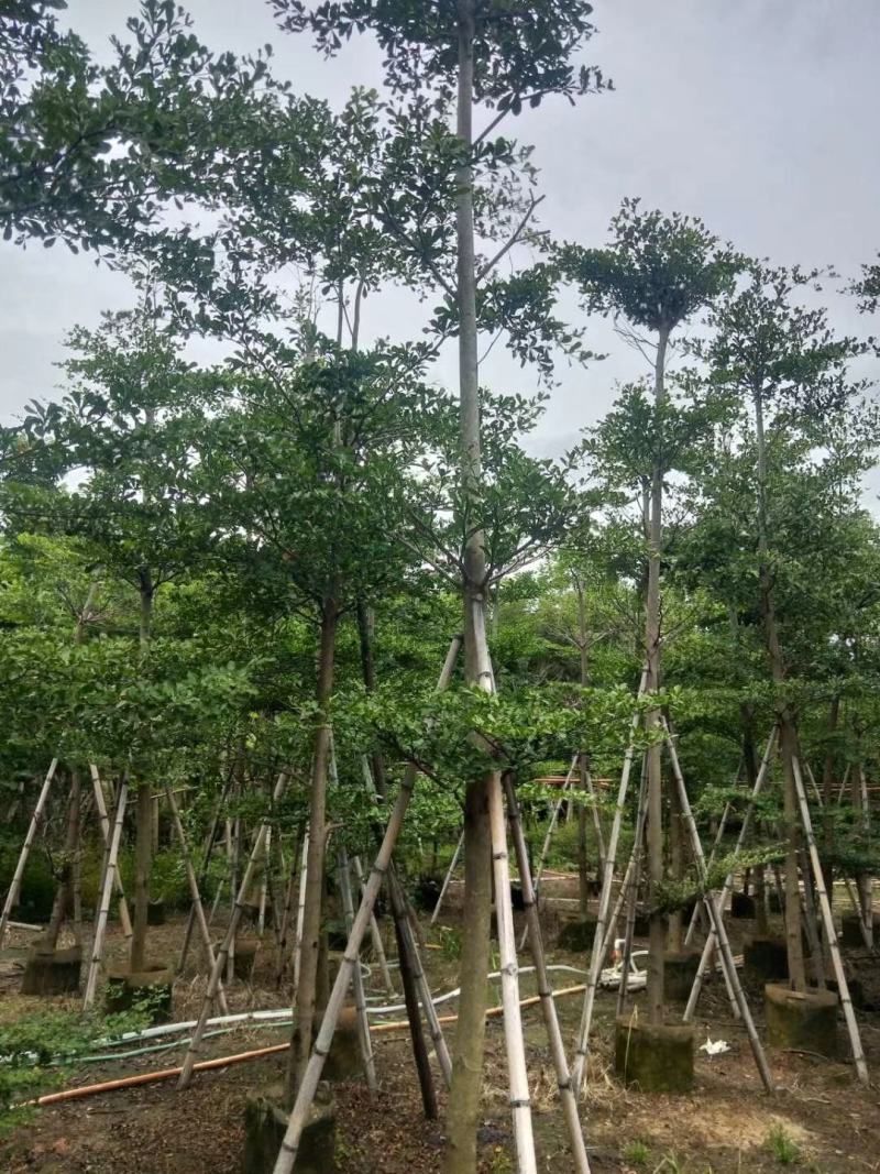 小叶榄仁3~10公分自家货低价出售