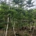 小叶榄仁3~10公分自家货低价出售