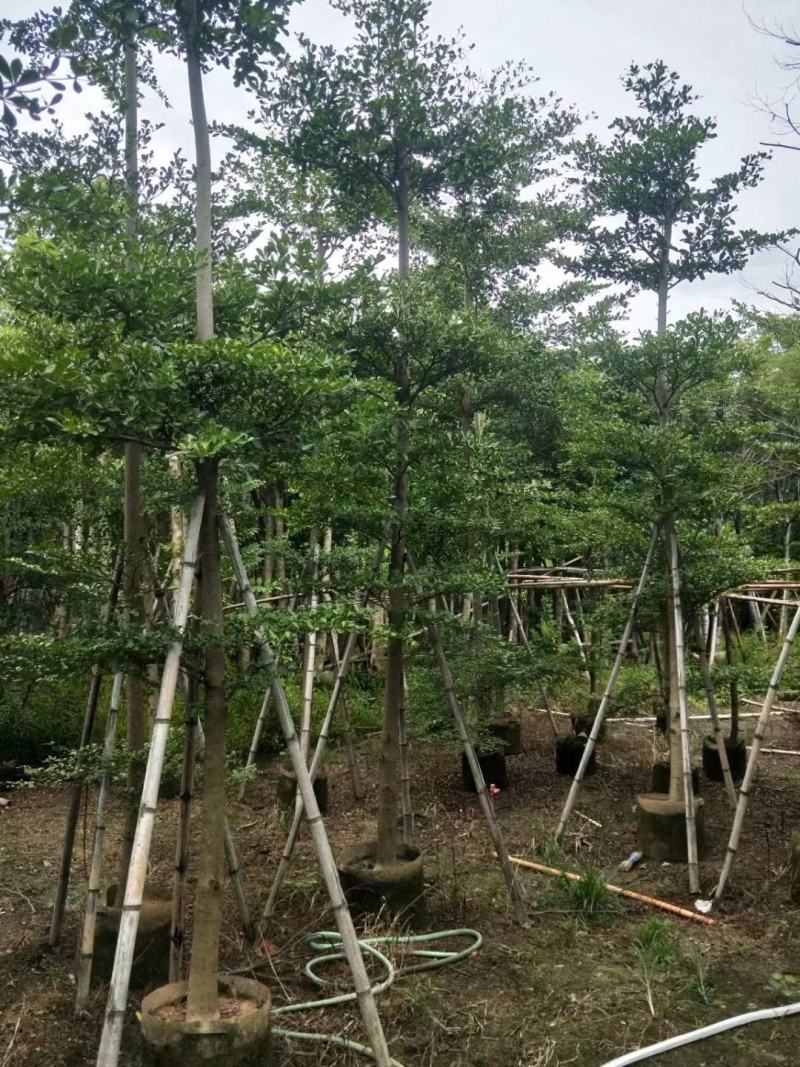 小叶榄仁3~10公分自家货低价出售