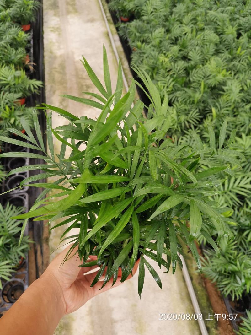 袖珍椰子盆栽基地直供易养四季常绿适合各种拼盆搭配