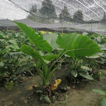 海芋杯苗80-100公分，冠幅50-60公分。。