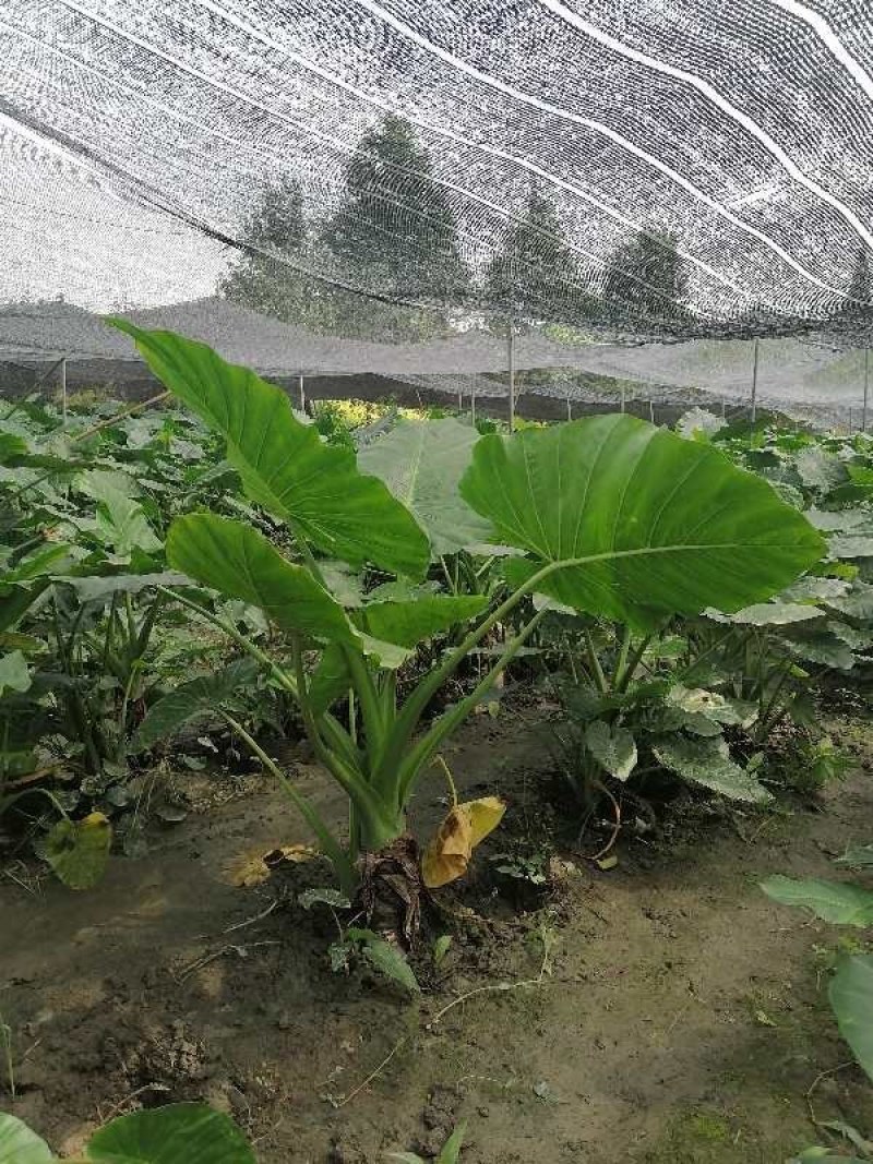海芋杯苗80-100公分，冠幅50-60公分。。