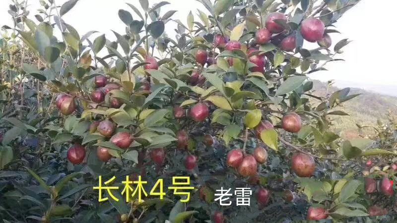 长林系列高产嫁接油茶苗年营养杯苗、轻基质杯苗皮溥出油率高