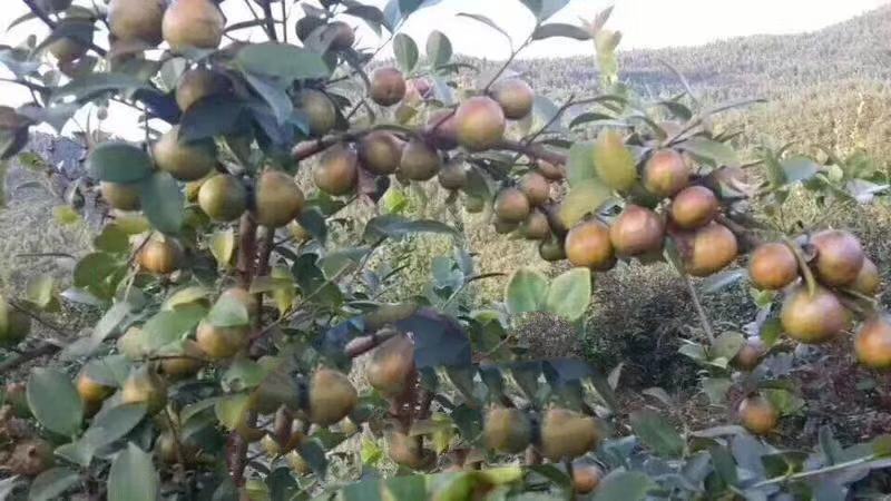 长林系列高产嫁接油茶苗年营养杯苗、轻基质杯苗皮溥出油率高