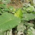 海芋杯苗80-100公分，冠幅50-60公分。。