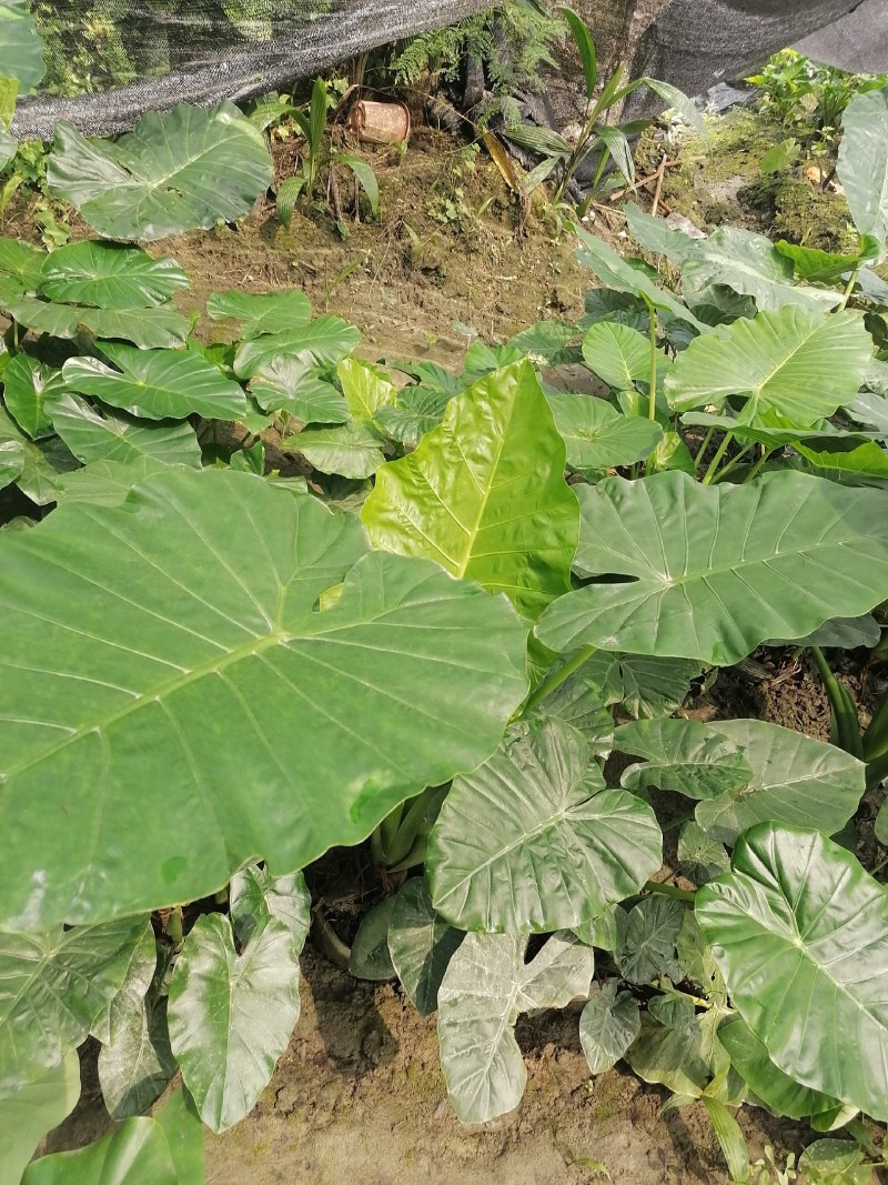 海芋杯苗80-100公分，冠幅50-60公分。。