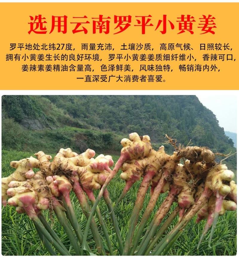 生姜粉食用冲泡云南小黄纯姜粉原始点老干姜粉调料袋
