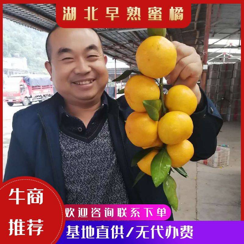 蜜橘，基地直供，无手续费，量大优，质优价廉，包质量