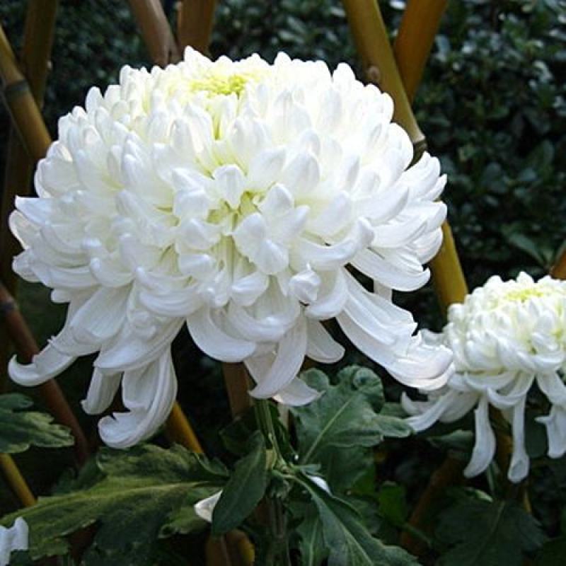 菊花苗四季开花大菊花苗室内外好养大菊花小苗盆地栽耐寒绿植