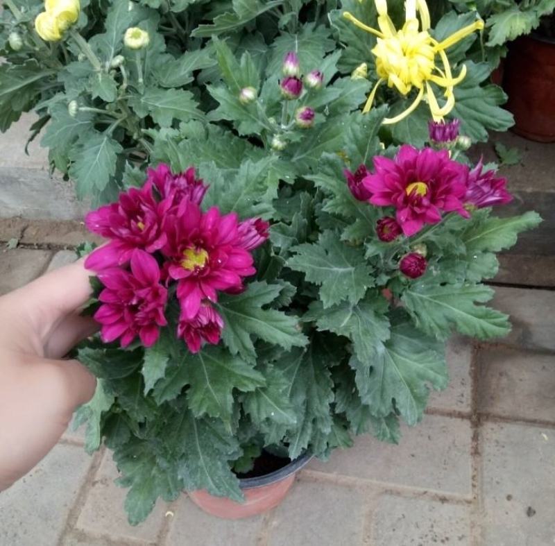 菊花苗四季开花大菊花苗室内外好养大菊花小苗盆地栽耐寒绿植