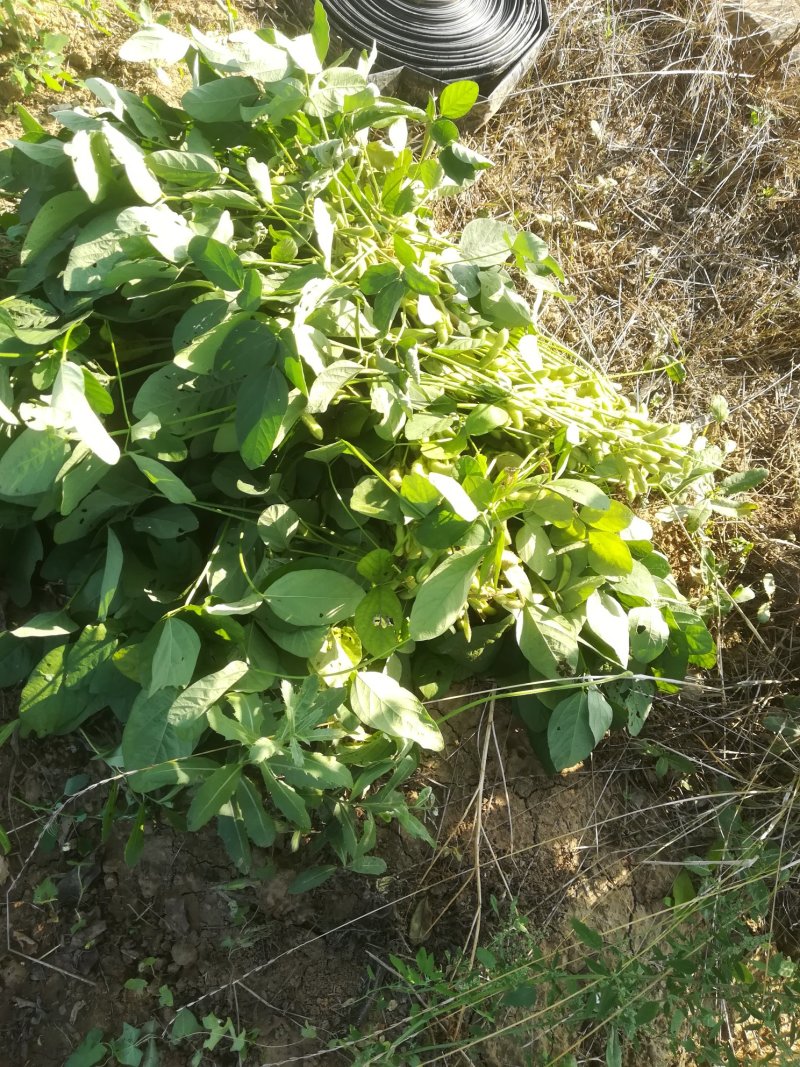 纯手工采摘精品鲜食毛豆