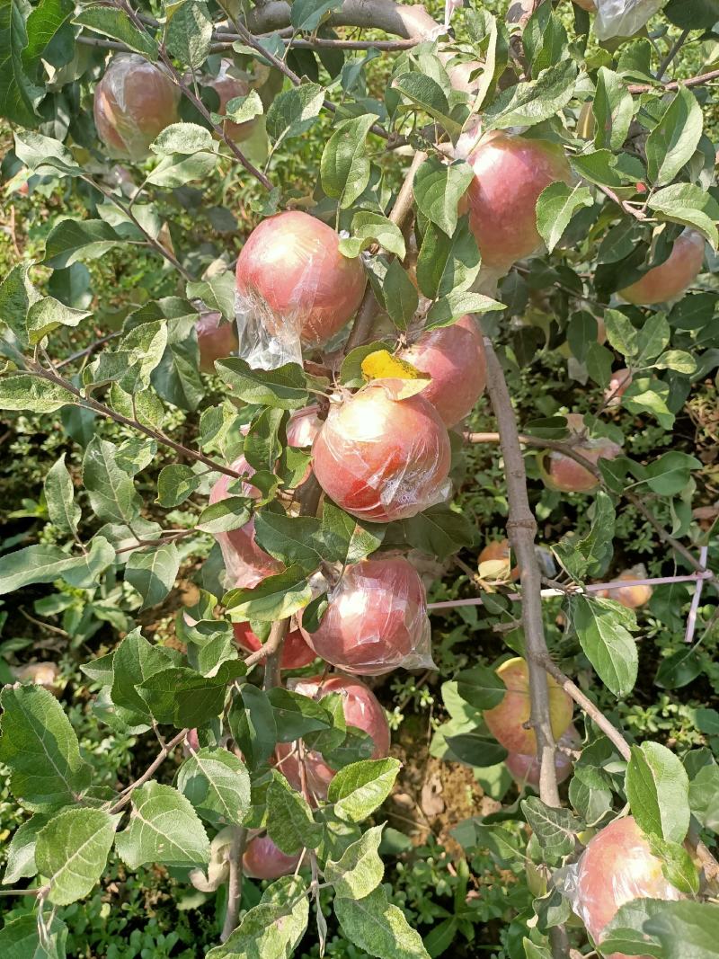 精品华硕马上上市量大价优优质富士预定中