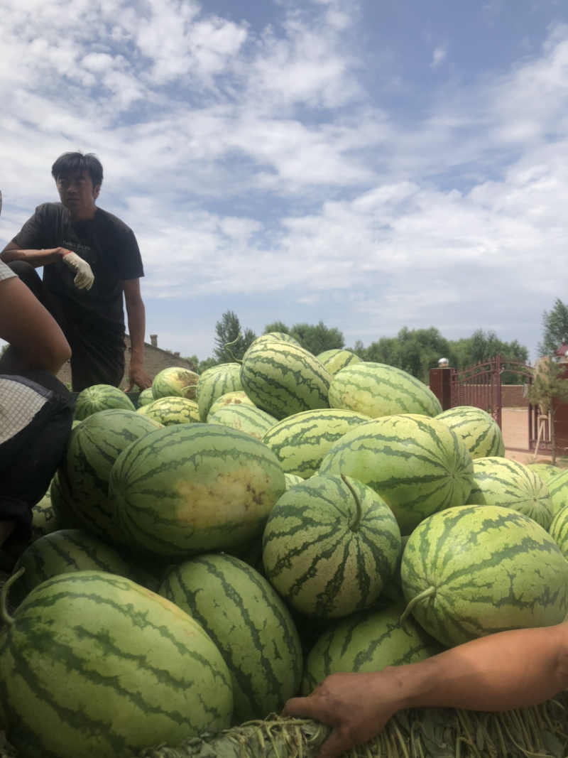 内蒙乌审旗金花1号精品西瓜