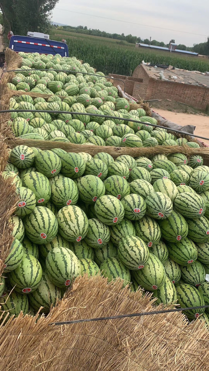内蒙乌审旗金花1号精品西瓜
