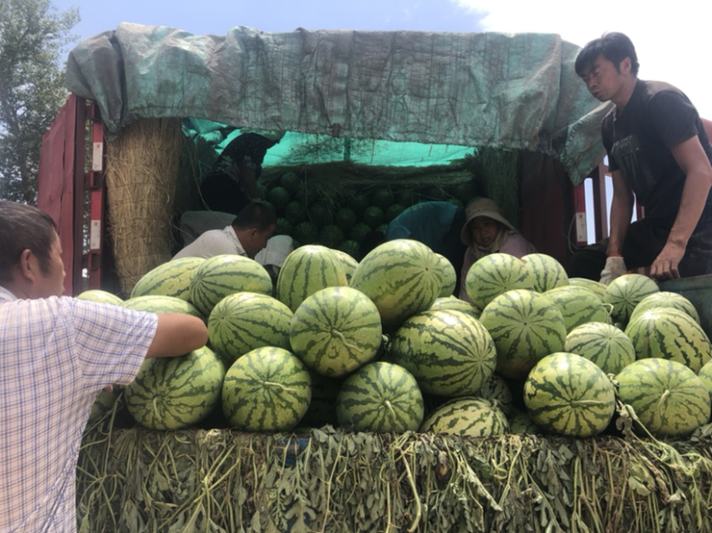 内蒙乌审旗金花1号精品西瓜