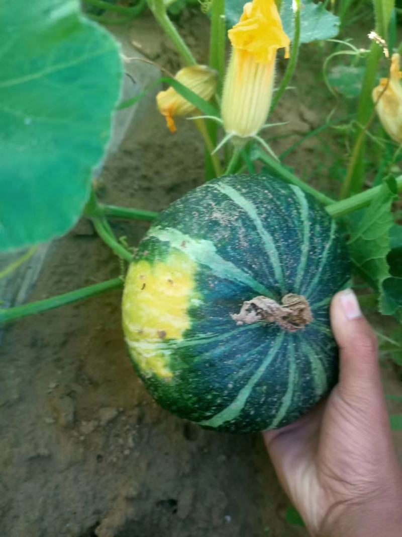 陕北特色无公害旱地板栗南瓜