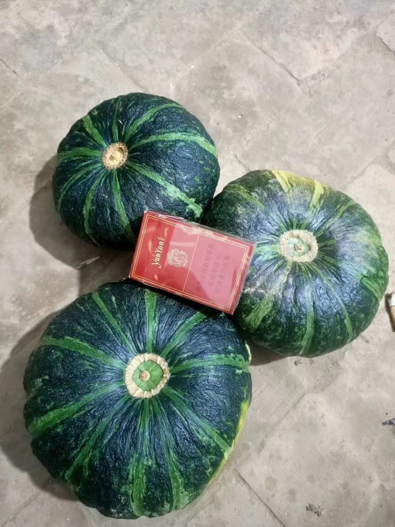 陕北特色无公害旱地板栗南瓜