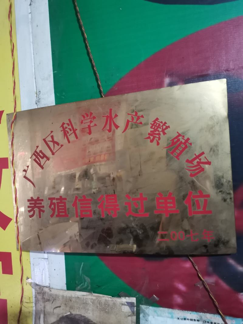 海南3号，良种全雄单性罗非鱼苗，宝路1号罗非苗王快大型。