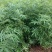 花椒苗九叶青花椒苗易管理产量高