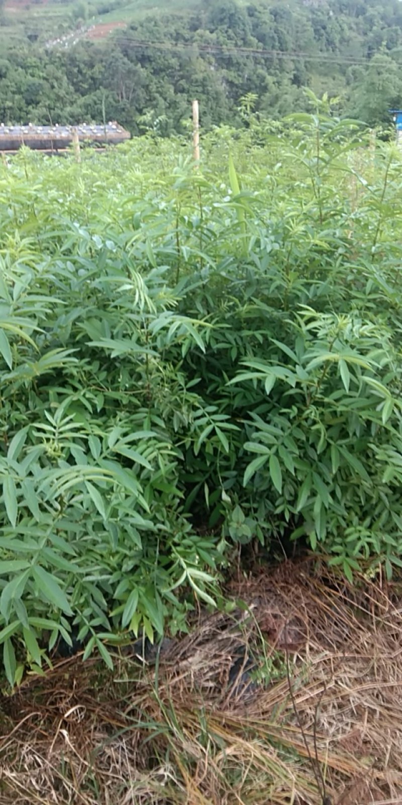 花椒苗九叶青花椒苗易管理产量高
