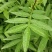 花椒苗九叶青花椒苗易管理产量高