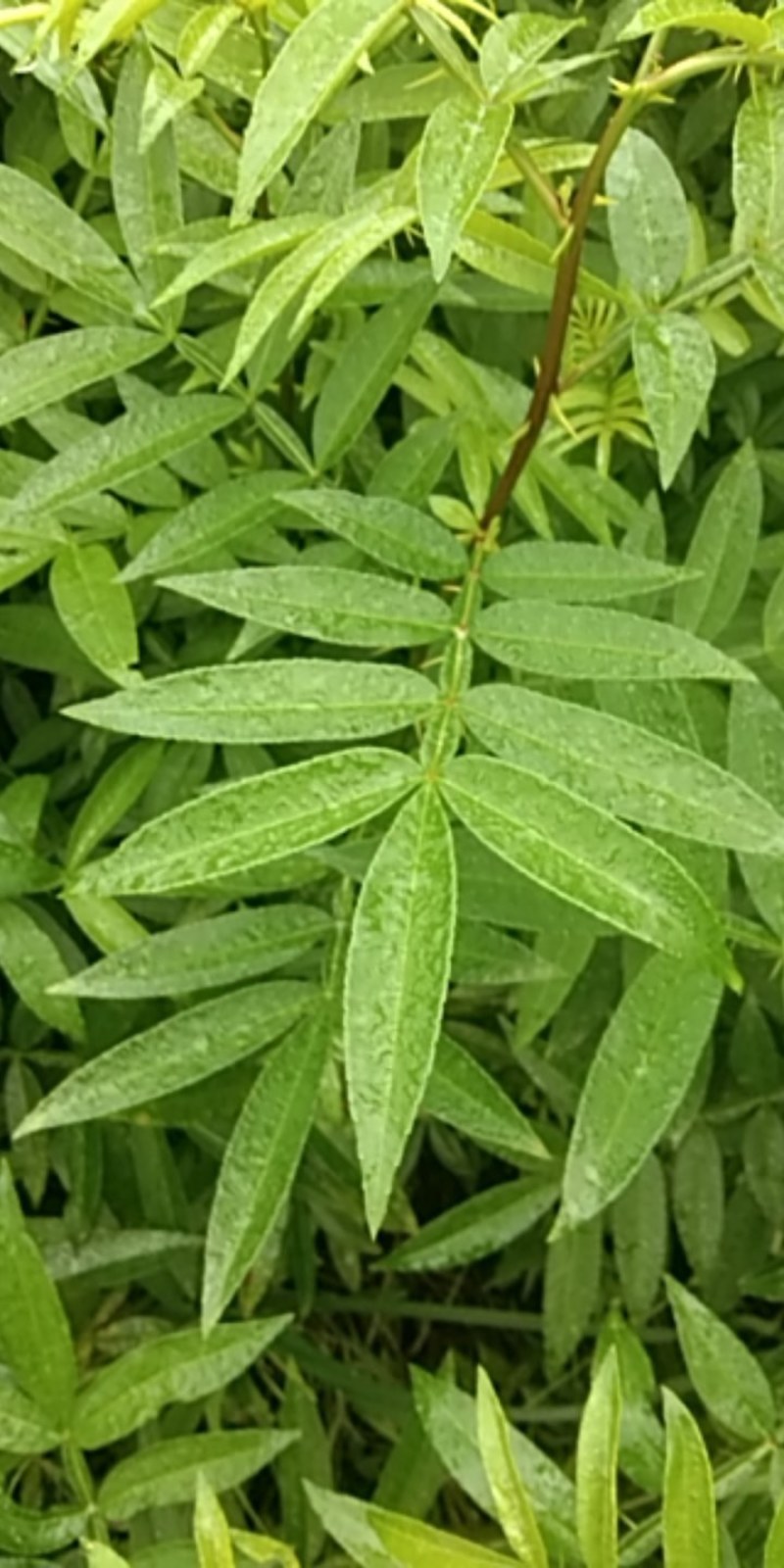 花椒苗九叶青花椒苗易管理产量高